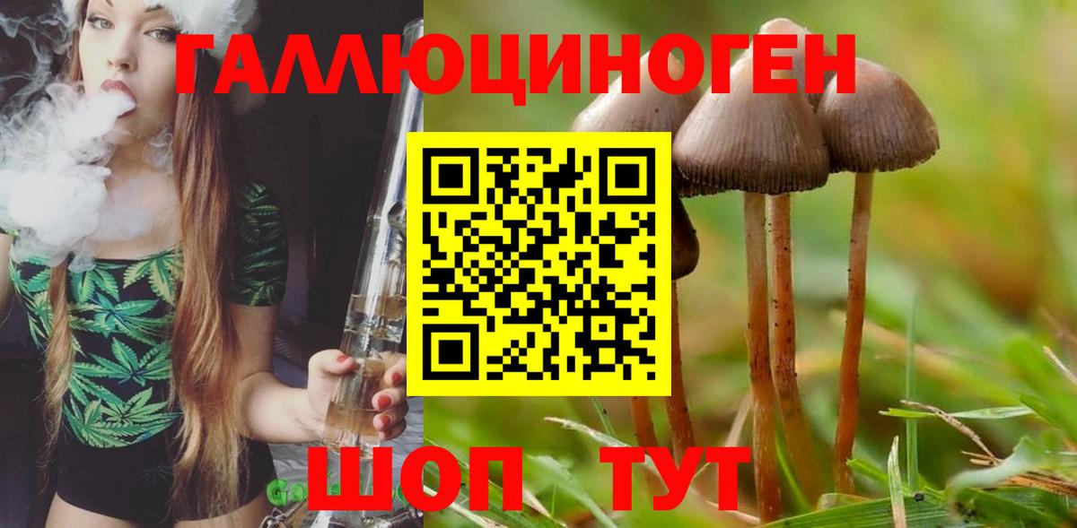Галлюциногенные грибы Psilocybine cubensis Брянск